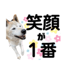 ペットの里の犬達のスタンプ(犬ver)（個別スタンプ：28）