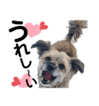 ペットの里の犬達のスタンプ(犬ver)（個別スタンプ：32）