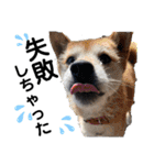 ペットの里の犬達のスタンプ(犬ver)（個別スタンプ：33）