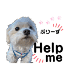 ペットの里の犬達のスタンプ(犬ver)（個別スタンプ：34）