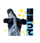 ペットの里の犬達のスタンプ(犬ver)（個別スタンプ：36）