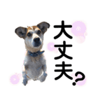 ペットの里の犬達のスタンプ(犬ver)（個別スタンプ：37）