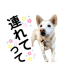 ペットの里の犬達のスタンプ(犬ver)（個別スタンプ：38）