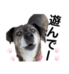 ペットの里の犬達のスタンプ(犬ver)（個別スタンプ：39）