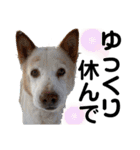ペットの里の犬達のスタンプ(犬ver)（個別スタンプ：40）