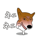 柴犬ワンちゃん（個別スタンプ：3）