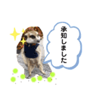 敬語で丁寧なミーアキャット（個別スタンプ：1）