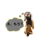 敬語で丁寧なミーアキャット（個別スタンプ：2）