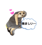 敬語で丁寧なミーアキャット（個別スタンプ：4）