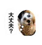 敬語で丁寧なミーアキャット（個別スタンプ：7）