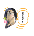 敬語で丁寧なミーアキャット（個別スタンプ：9）
