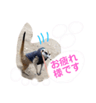 敬語で丁寧なミーアキャット（個別スタンプ：10）