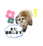 敬語で丁寧なミーアキャット（個別スタンプ：14）
