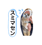 敬語で丁寧なミーアキャット（個別スタンプ：15）