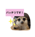 敬語で丁寧なミーアキャット（個別スタンプ：18）