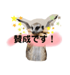 敬語で丁寧なミーアキャット（個別スタンプ：19）