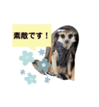 敬語で丁寧なミーアキャット（個別スタンプ：20）