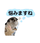 敬語で丁寧なミーアキャット（個別スタンプ：24）