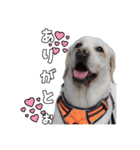 Saran's daily greeting✿︎（個別スタンプ：1）