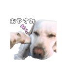 Saran's daily greeting✿︎（個別スタンプ：4）