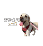 Saran's daily greeting✿︎（個別スタンプ：5）