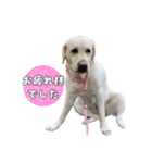 Saran's daily greeting✿︎（個別スタンプ：6）