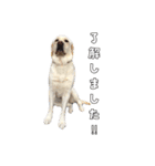 Saran's daily greeting✿︎（個別スタンプ：8）