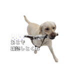 Saran's daily greeting✿︎（個別スタンプ：11）