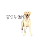 Saran's daily greeting✿︎（個別スタンプ：13）