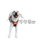 Saran's daily greeting✿︎（個別スタンプ：16）