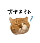 ねこのしゃんたんスタンプ（個別スタンプ：2）