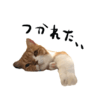 ねこのしゃんたんスタンプ（個別スタンプ：24）