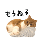 ねこのしゃんたんスタンプ（個別スタンプ：35）