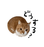 ねこのしゃんたんスタンプ（個別スタンプ：37）