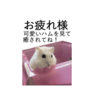 ハムスターおこめちゃんの日常スタンプ（個別スタンプ：8）