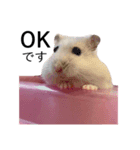 ハムスターおこめちゃんの日常スタンプ（個別スタンプ：16）