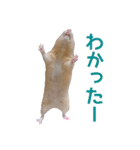 キンクマハムスターのくま子（個別スタンプ：10）