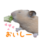 キンクマハムスターのくま子（個別スタンプ：31）