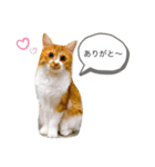 ちゃーぽむのスタンプ（個別スタンプ：3）