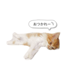 ちゃーぽむのスタンプ（個別スタンプ：4）
