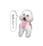 ちゃーぽむのスタンプ（個別スタンプ：5）