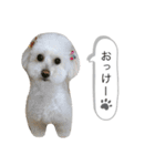 ちゃーぽむのスタンプ（個別スタンプ：6）