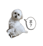 ちゃーぽむのスタンプ（個別スタンプ：7）