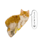 ちゃーぽむのスタンプ（個別スタンプ：10）