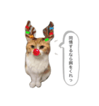 ちゃーぽむのスタンプ（個別スタンプ：12）