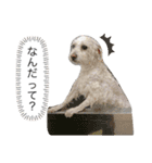 ちゃーぽむのスタンプ（個別スタンプ：13）