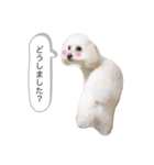 ちゃーぽむのスタンプ（個別スタンプ：14）