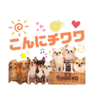 ダックスと6チワワ（個別スタンプ：1）