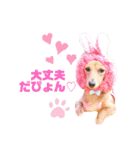 ダックスと6チワワ（個別スタンプ：17）