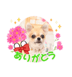 ダックスと6チワワ（個別スタンプ：18）